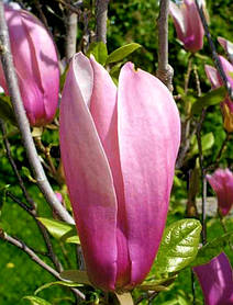 Магнолія гібридна Ріккі \ Magnolia 'Ricki' ( саджанці 2 роки)