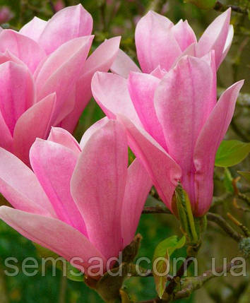 Магнолія Літл Герл \ Magnolia Little Girl ( саджанці 2 роки), фото 1