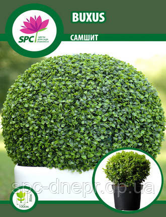 Самшит стрижений "кулька", фото 2