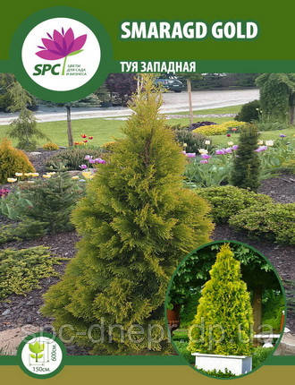 Туя західна Smaragd Gold