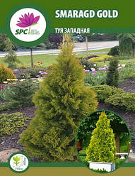 Туя західна Smaragd Gold