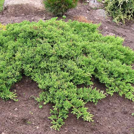 Саджанці Ялівцю лежачого Нана (Juniperus procumbens Nana) Р9