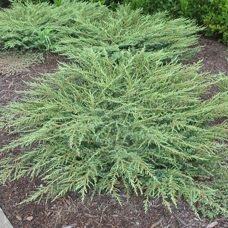 Саджанці Ялівцю звичайного Грін Карпет, 3-х річний (Juniperus communis Green Carpet) С2