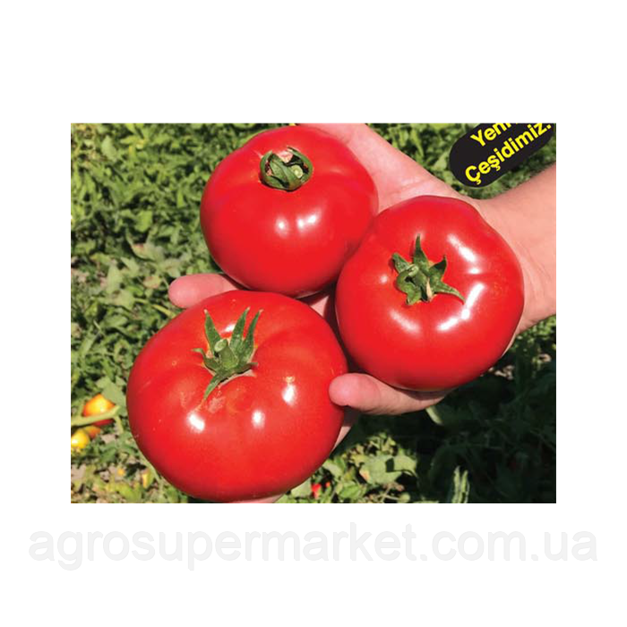 Cabbar F1 (Джаббар) Новий гібрид червоного низькорослого томату 500 семян.BT tohum