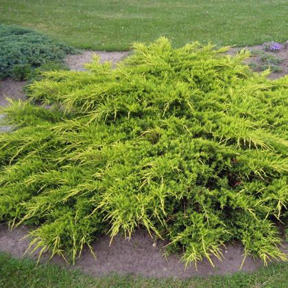 Саджанці Ялівцю середнього Пфитцеріана Ауреа (Juniperus x-media Pfitzeriana Aurea) Р9