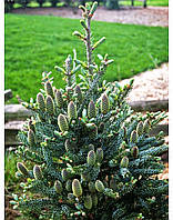 Пихта Корейская Сильберлок С3 (Abies koreana Silberloche)