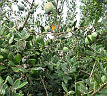 Фейхоа насіння (10 шт) (Feijoa sellowiana) ака гуавастин гуава ананасова, фото 3