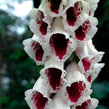 Дигіталіс (Наперстянка) Parms Choice