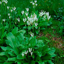 Додекатеон Alba кореневище