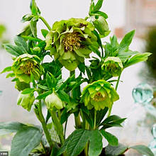 Морозник махровий Ellen Green ( Helleborus Ellen Green ) у контейнері