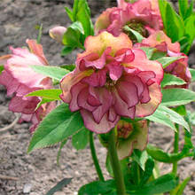 Морозник махровий Ellen Picotee ( Helleborus Ellen Picotee )