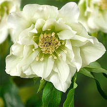Морозник махровий Hybrids White Promise ( Helleborus White Promise ) у контейнері