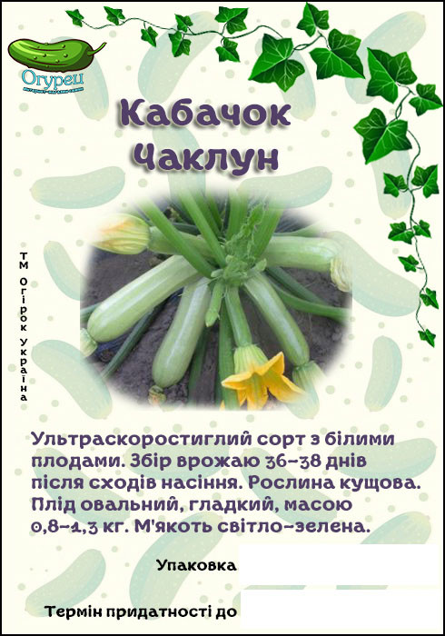 Кабачок Чаклун