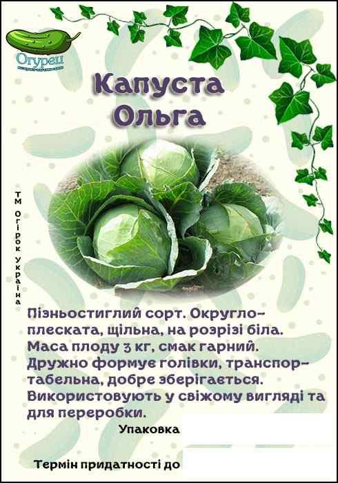 Капуста Ольга білоголова (ОГ)