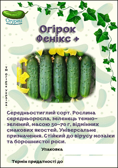 Огірок Фенікс + (ОГ)