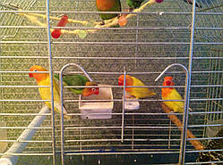 Нерозлучник сонячний або золотистийвич.