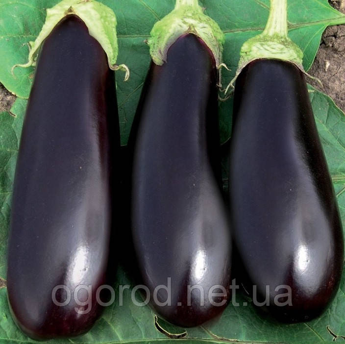 Джокер(CRX 50125 F1) 1000 шт насіння баклажана Cora Seeds Італія