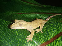 Реснитчатый геккон бананоед. Гребенчатый геккон бананоед. Correlophus ciliatus.