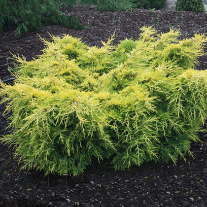 Саджанці Ялівцю середнього або пфитцериана Голден Джой (Juniperus pfitzeriana Golden Joy) Р9