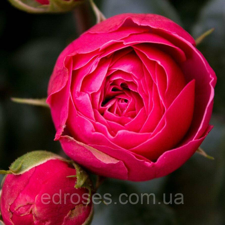 Меджик Рококо (Magic Rokoko), фото 1