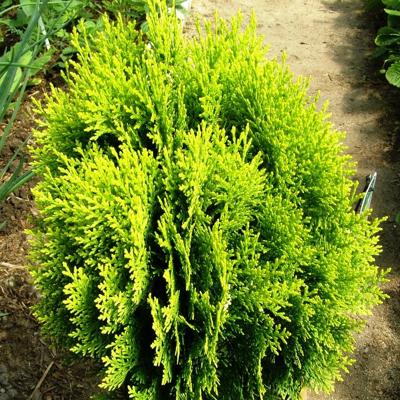 Саженцы Туи восточной Ауреа Нана (Thuja orientalis Aurea Nana) Р9 - фото 2 - id-p645202185