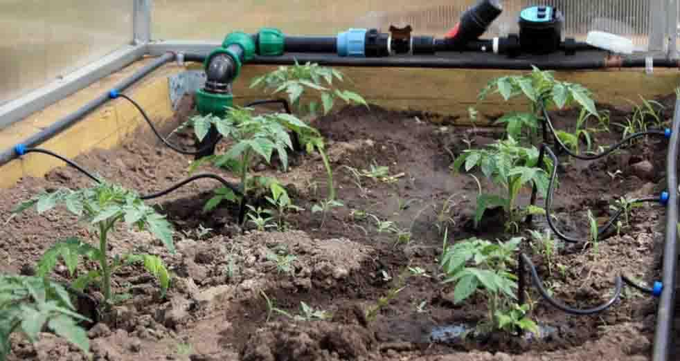 капельный полив в теплице