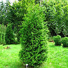 Саджанці Туї західної Брабант (Thuja occidentalis Brabant) 3-річний С3, фото 2