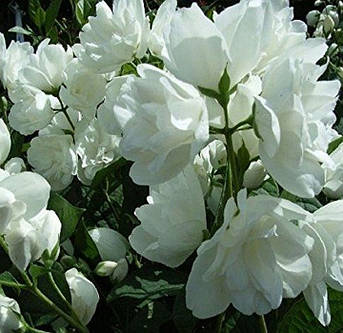 Бузок, Жасмин садовий Вирджинал /Philadelphus 'Virginal' /в конт.0.5 л/, фото 2