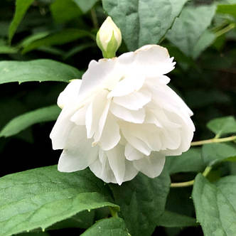 Бузок, Жасмин садовий Вирджинал /Philadelphus 'Virginal' /в конт.0.5 л/, фото 2