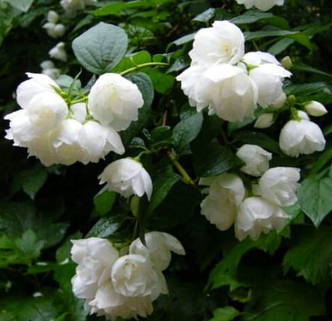 Бузок, Жасмин садовий Вирджинал /Philadelphus 'Virginal' /в конт.0.5 л/, фото 2