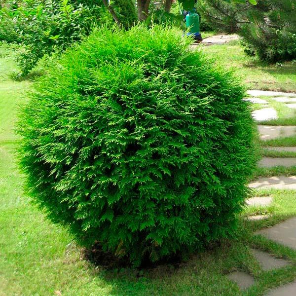 Саджанці Туї західної Глобоза, 3-х річна (Thuja occidentalis Globosa) С1.5