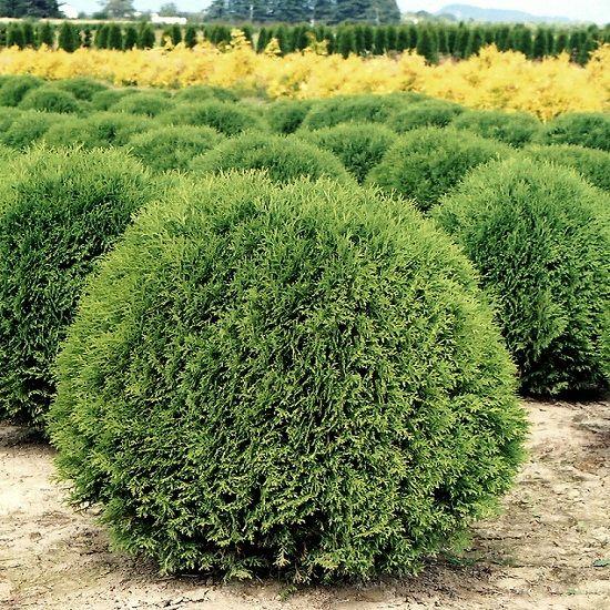 Саджанці Туї західної Літл Гиант (Thuja occidentalis Little Giant) Р9