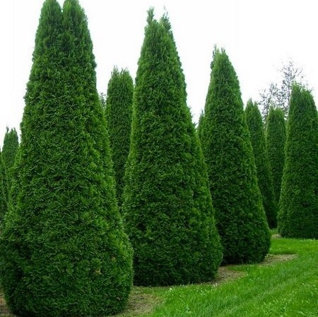 Саджанці Туї західної Колумбія (Thuja occidentalis Columbia) Р9