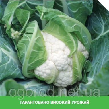Гохан F1 10 шт насіння цвітної капусти Syngenta Голландія