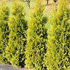 Саджанці Туї західної Саланд (Thuja occidentalis Salland) Р9, фото 3