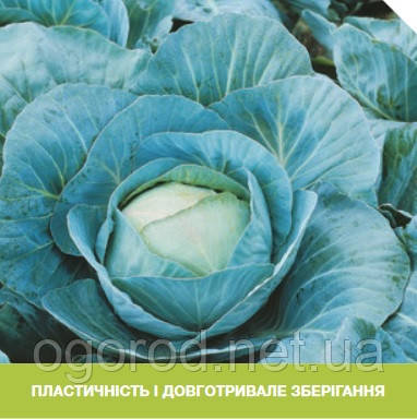 Адаптор F1 10 шт насіння капусти Syngenta Голландія