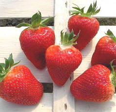 Саджанці полуниця фріго сорт Фенелла, пізній клас А+