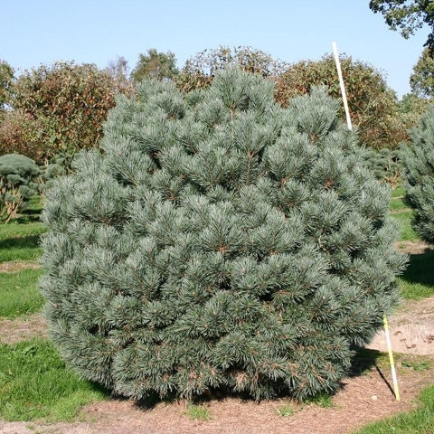 Сосна Сільвестер (Pinus Sylvestris Watereri) 7,5 л