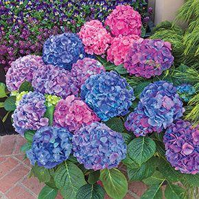 スポーツトイ・アクショントイ hydrangea haworthia スポーツトイ