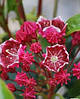 Кальмія широколистна Keepsake 2 річна, Кальмія широколиста Кипсейк, Kalmia latifolia Keepsake, фото 6