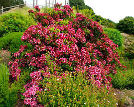 Кальмія широколистна Keepsake 2 річна, Кальмія широколиста Кипсейк, Kalmia latifolia Keepsake, фото 3