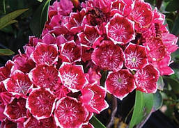 Кальмія широколистна Keepsake 2 річна, Кальмія широколиста Кипсейк, Kalmia latifolia Keepsake, фото 5