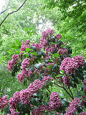 Кальмія широколистна Keepsake 2 річна, Кальмія широколиста Кипсейк, Kalmia latifolia Keepsake, фото 4