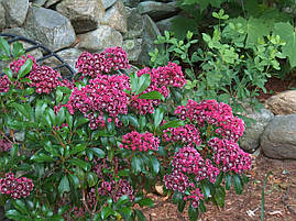 Кальмія широколистна Keepsake 2 річна, Кальмія широколиста Кипсейк, Kalmia latifolia Keepsake, фото 2