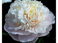 Пион Camellia White Камелия Уайт (Klehm 1986) (саженцы)