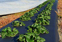 Агроволокно (спанбонд) чорне 50 г/м2 (1,60*150 м рулон)