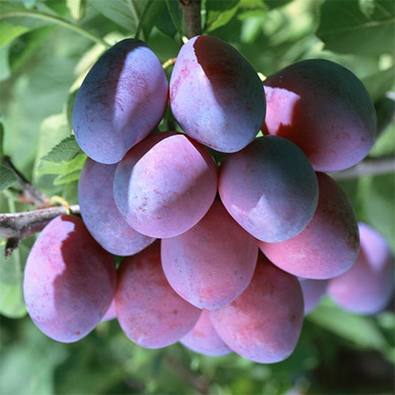 Слива Киргизька Чудова (здовня), фото 1