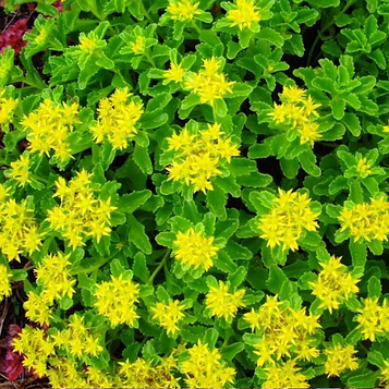 Очиток 2 (Камчастський)