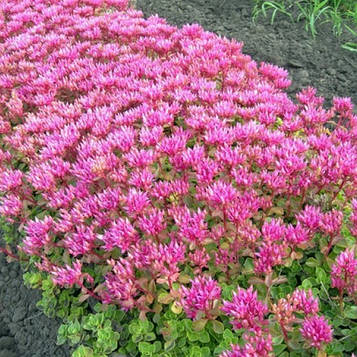 Очиток фальшивий No6