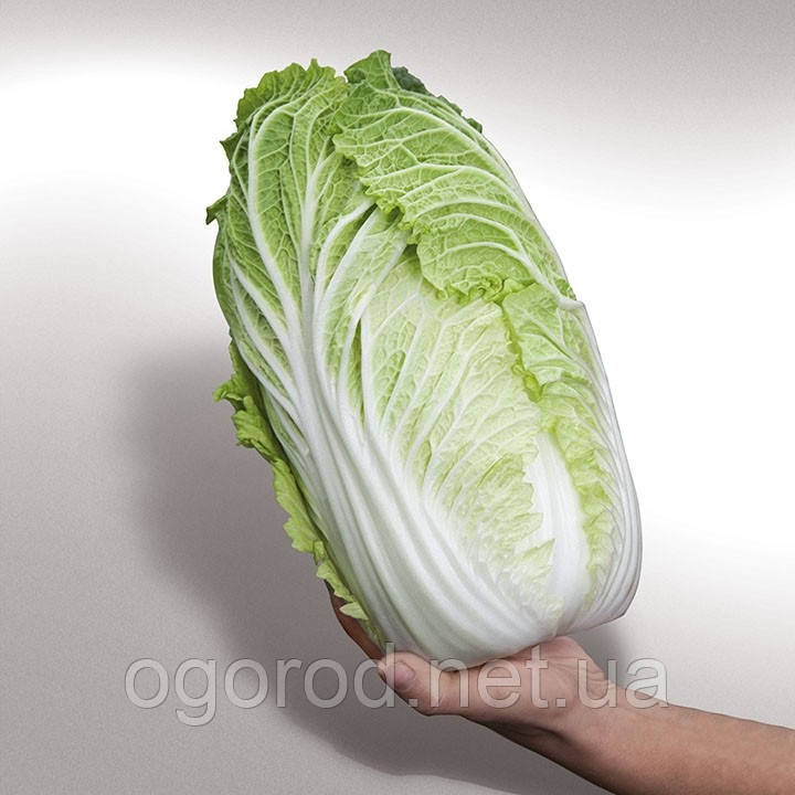 Яморі F1 10 шт насіння пекінської капусти Kitano Seeds